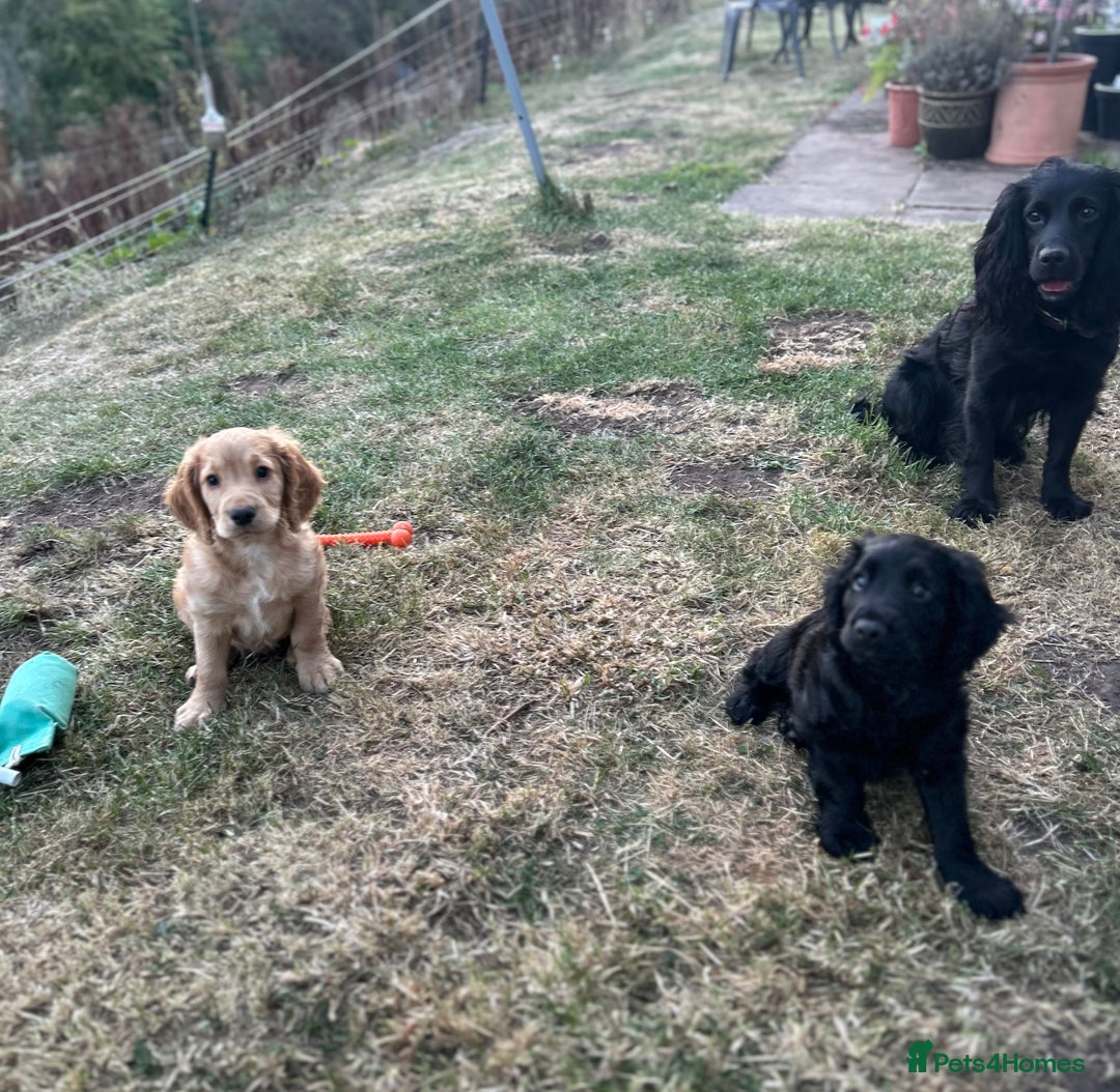 Cocker Spaniel dogs for sale: Male working cocker spaniel puppy kc reg - Image 13