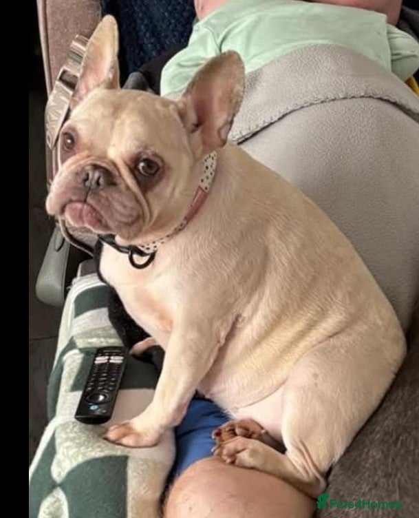 French Bulldog dogs ***FERN RESCUE* FRENCH BULLDOG FOR ADOPTION""" - Advert 2