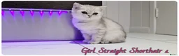 Scottish Fold cats for sale: Scottish Straight Girls kittens - Advert 4