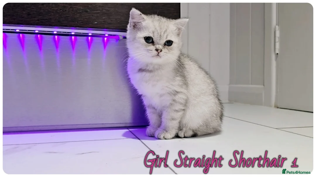 Scottish Fold cats for sale: Scottish Straight Girls kittens - Advert 5
