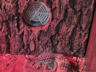 Gecko reptiles Gekos - Advert 14