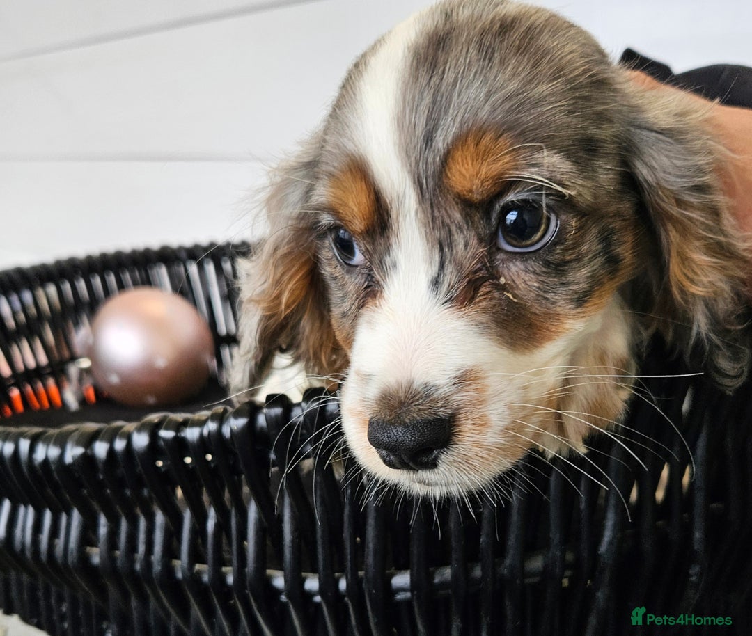 Cocker Spaniel dogs for sale: Working type rare marking cocker spaniels - Advert 13