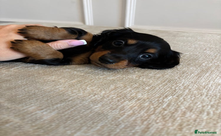 Miniature Dachshund dogs - Advert 2