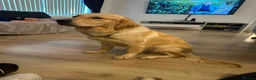 Goldador dogs for sale: Goldador puppies  - Advert 19
