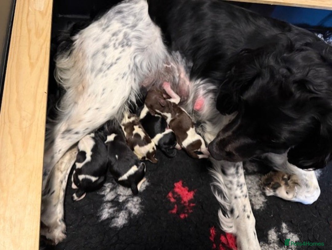 English Springer Spaniel dogs for sale: Heavily Marked Litter, KC, Health Checked Parents. - Image 1