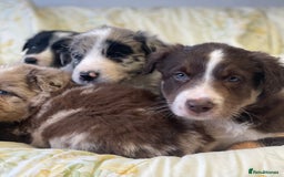 Border Collie dogs for sale: Border collie puppies  - Image 2