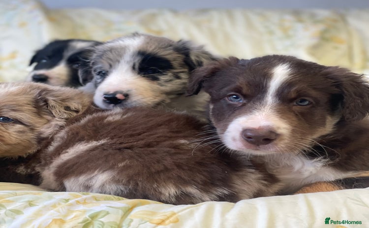 Border Collie dogs - Advert 4