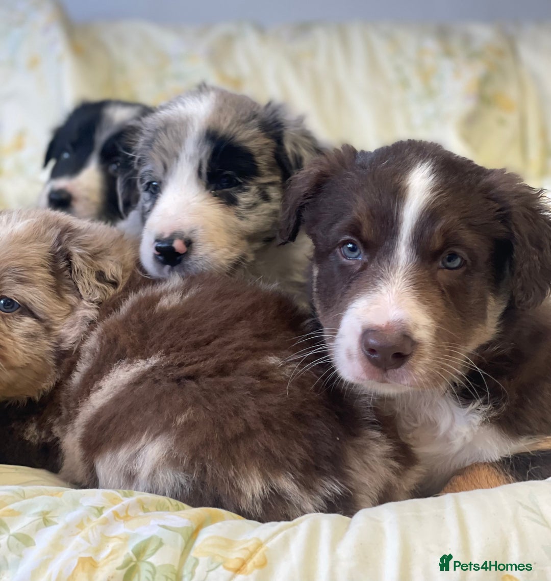 Border Collie dogs for sale: Border collie puppies  - Image 2