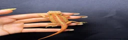 Bearded Dragon reptiles for sale: Hypo, Trans Blue bar leatherback and standard back in Southsea - Advert 13