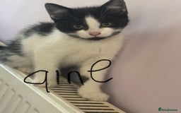 Mixed Breed cats for sale: Beautiful kittens ready now  - Advert 2