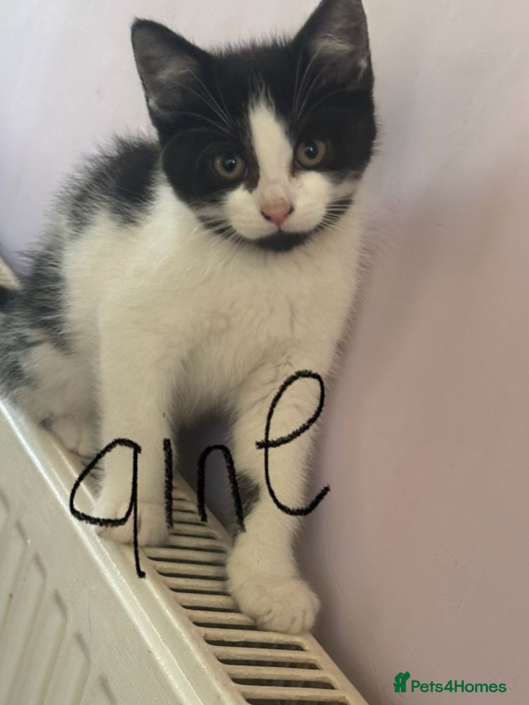 Mixed Breed cats for sale: Beautiful kittens ready now  - Advert 2