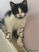 Mixed Breed cats Beautiful kittens ready now - Advert 1