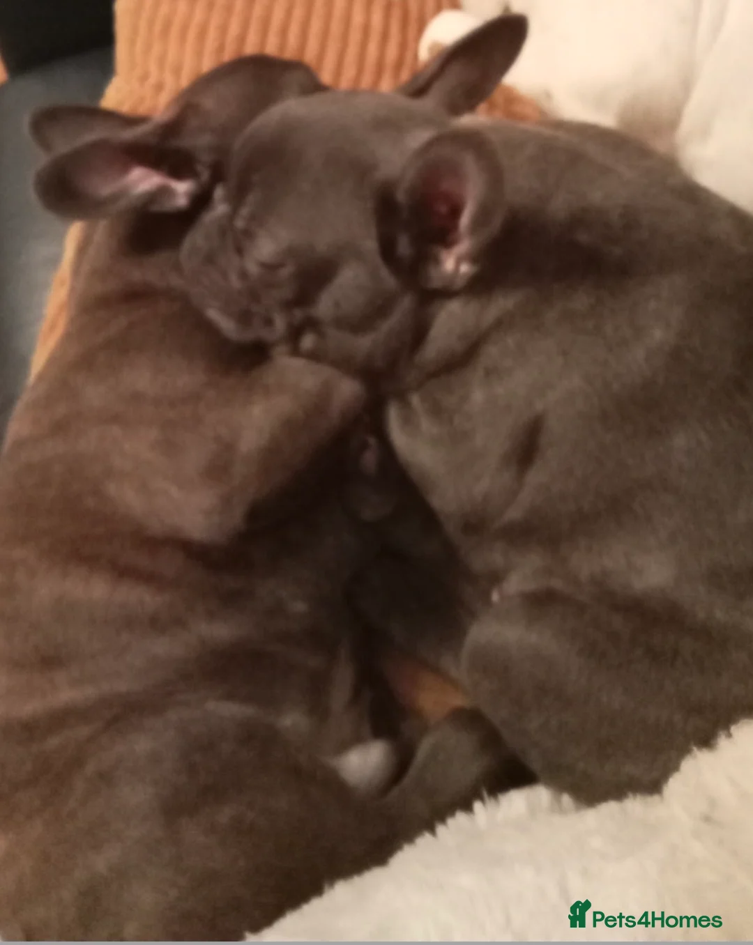 French Bulldog dogs for sale: Two Frenchie Brothers Looking for a New Home in Cardiff - Advert 2