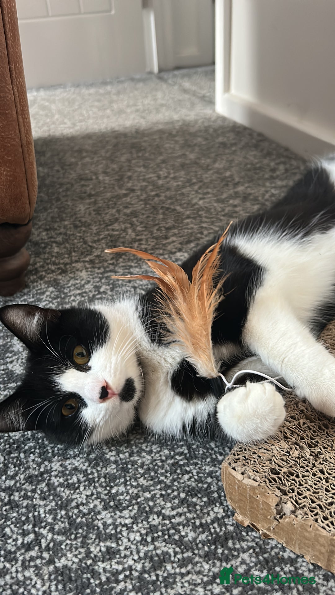 Mixed Breed cats for sale: Aurora £30 with cat carrier and some toys  - Image 6
