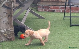 Labrador Retriever dogs for sale: Beautiful Labrador Puppies **READY NOW** - Image 18