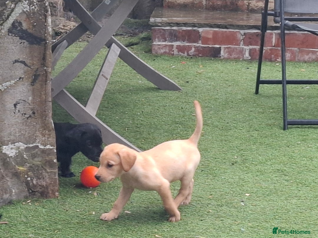 Labrador Retriever dogs for sale: Beautiful Labrador Puppies **READY NOW** - Image 18
