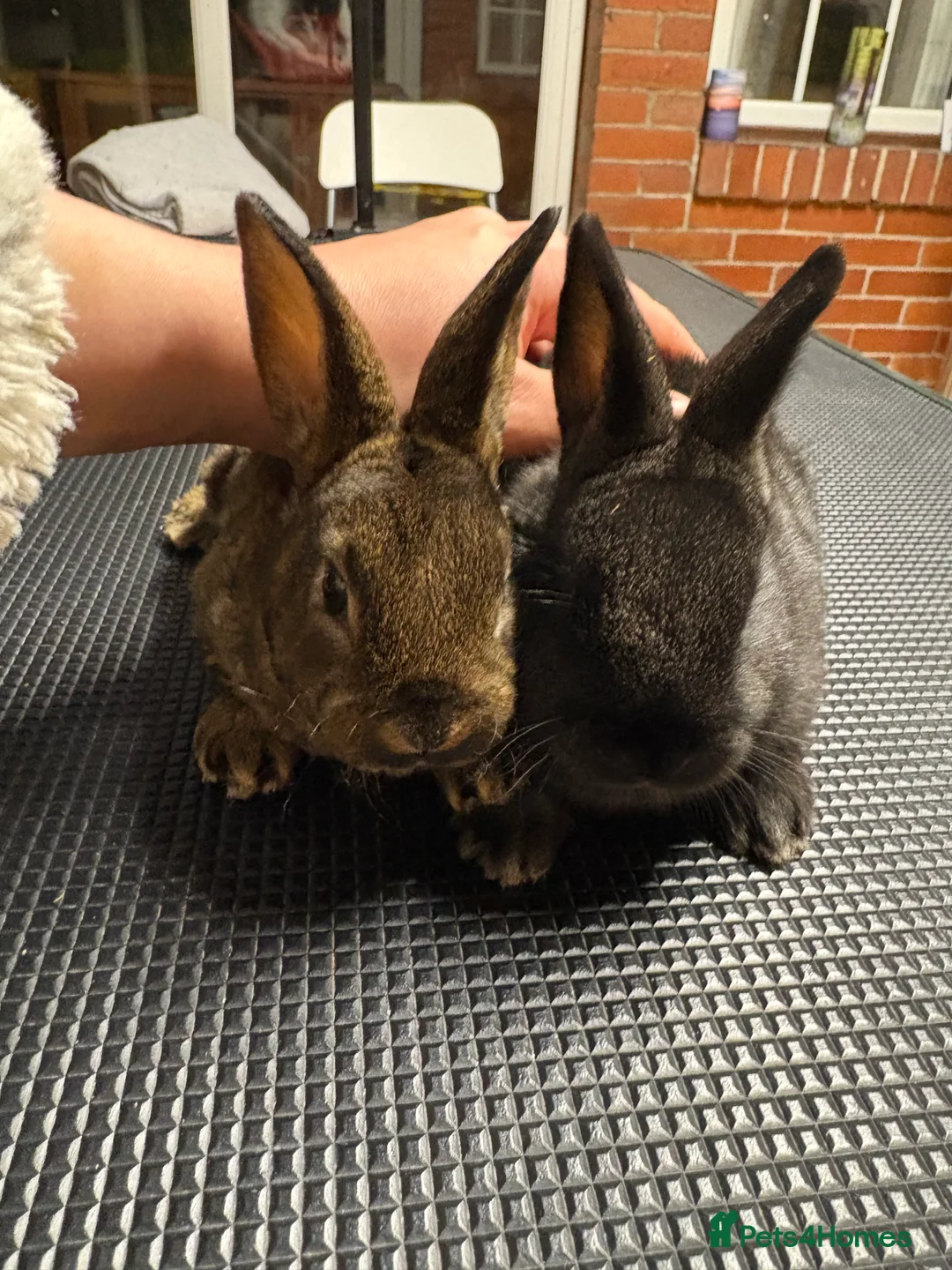 New Zealand rabbits for sale: Two sister rabbits available  - Advert 1