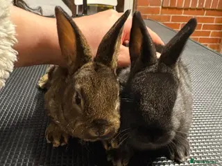 New Zealand rabbits Two sister rabbits available - Advert 18