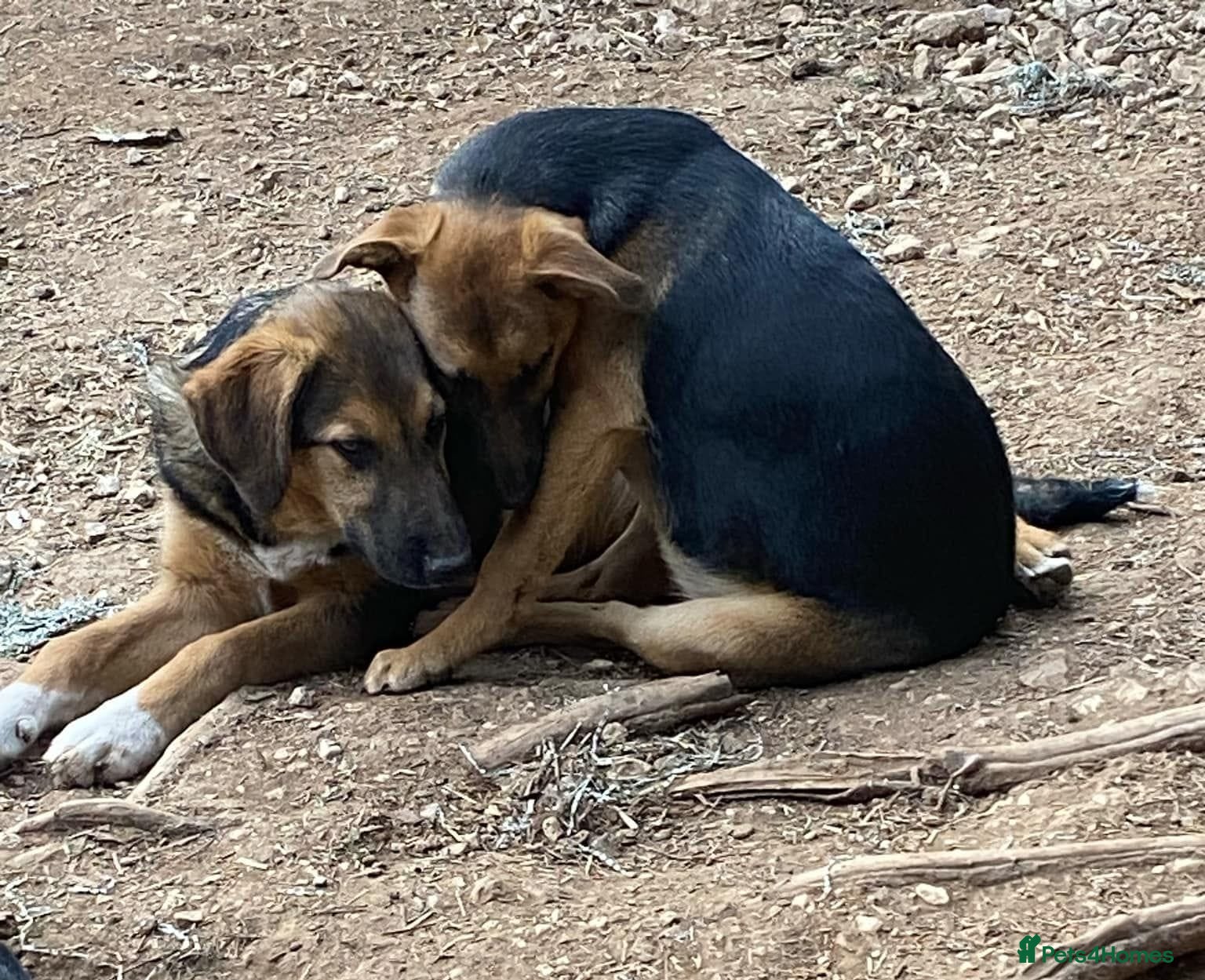 Mixed Breed dogs Suzy and Precious in Ashford - Advert 23