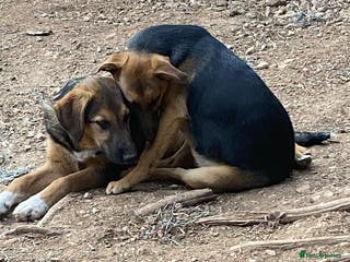 Mixed Breed dogs Suzy and Precious in Ashford - Advert 16