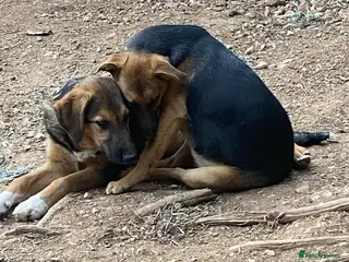 Mixed Breed dogs Suzy and Precious in Ashford - Advert 23