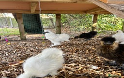 Chickens poultry for sale: Silkie Cockerel  - Image 2