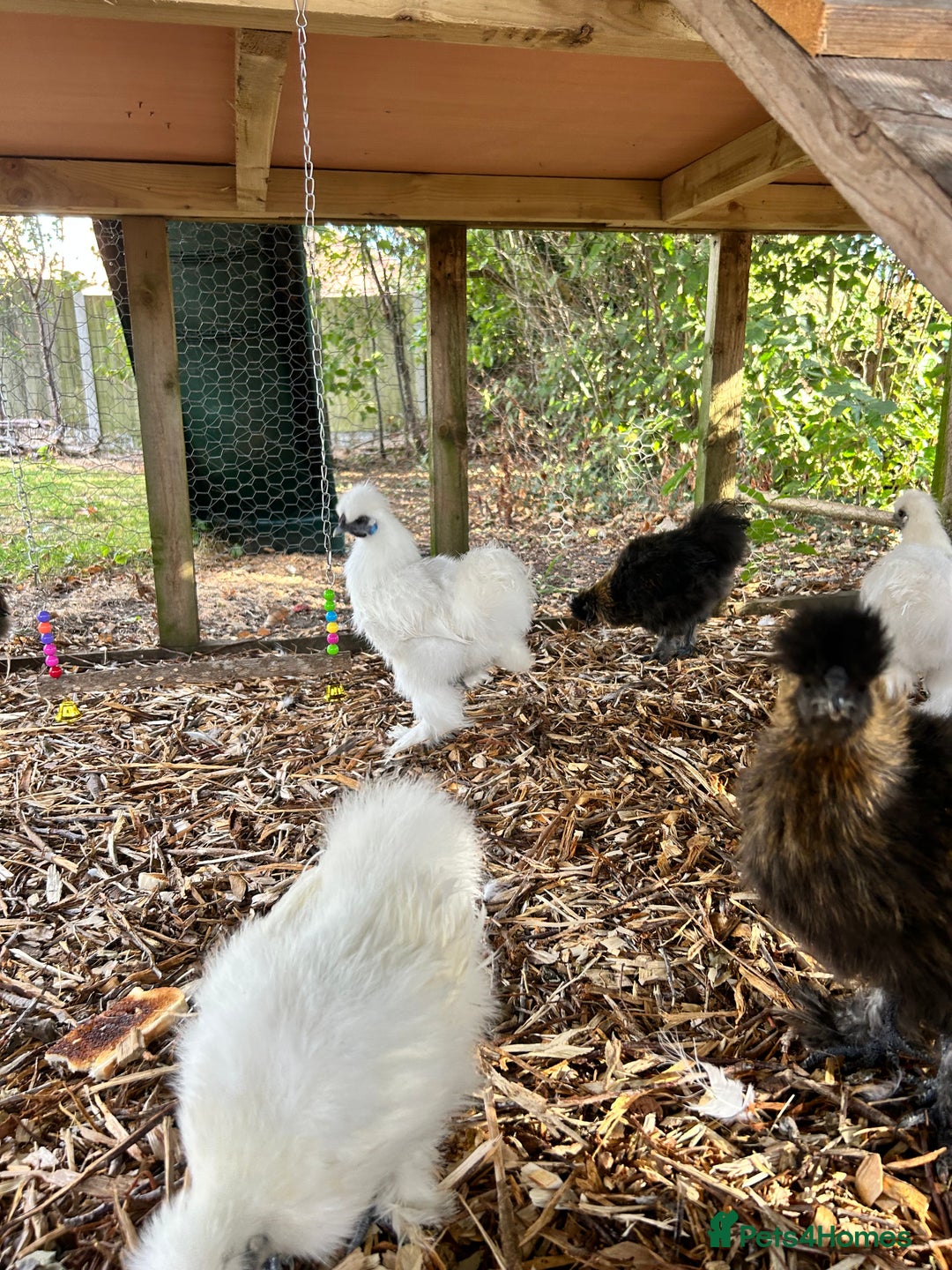 Chickens poultry for sale: Silkie Cockerel  - Image 2