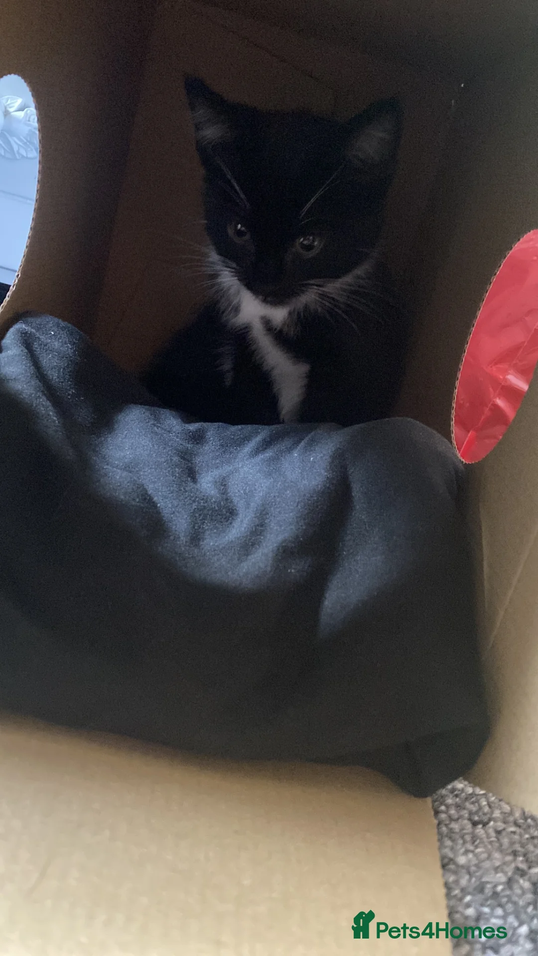 Mixed Breed cats for sale: Beautiful 10 week old kitten in Lancing - Advert 2