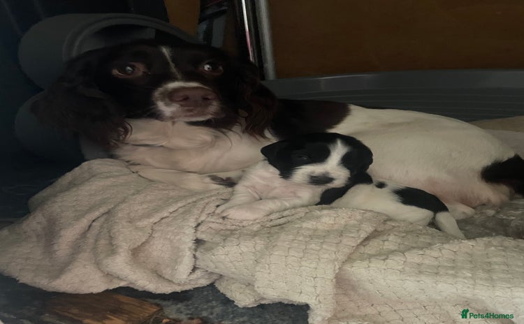 Sprocker dogs - Advert 7