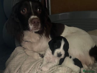 Sprocker dogs - Advert 18