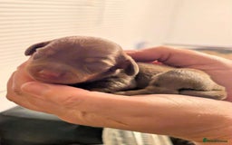Dachshund dogs for sale: Quality kc reg miniature dachshund girls  - Image 1