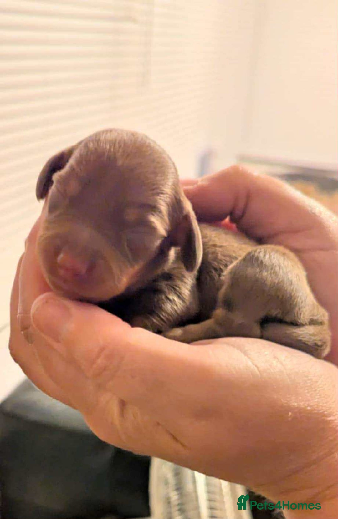 Dachshund dogs for sale: Quality kc reg miniature dachshund girls  - Image 1