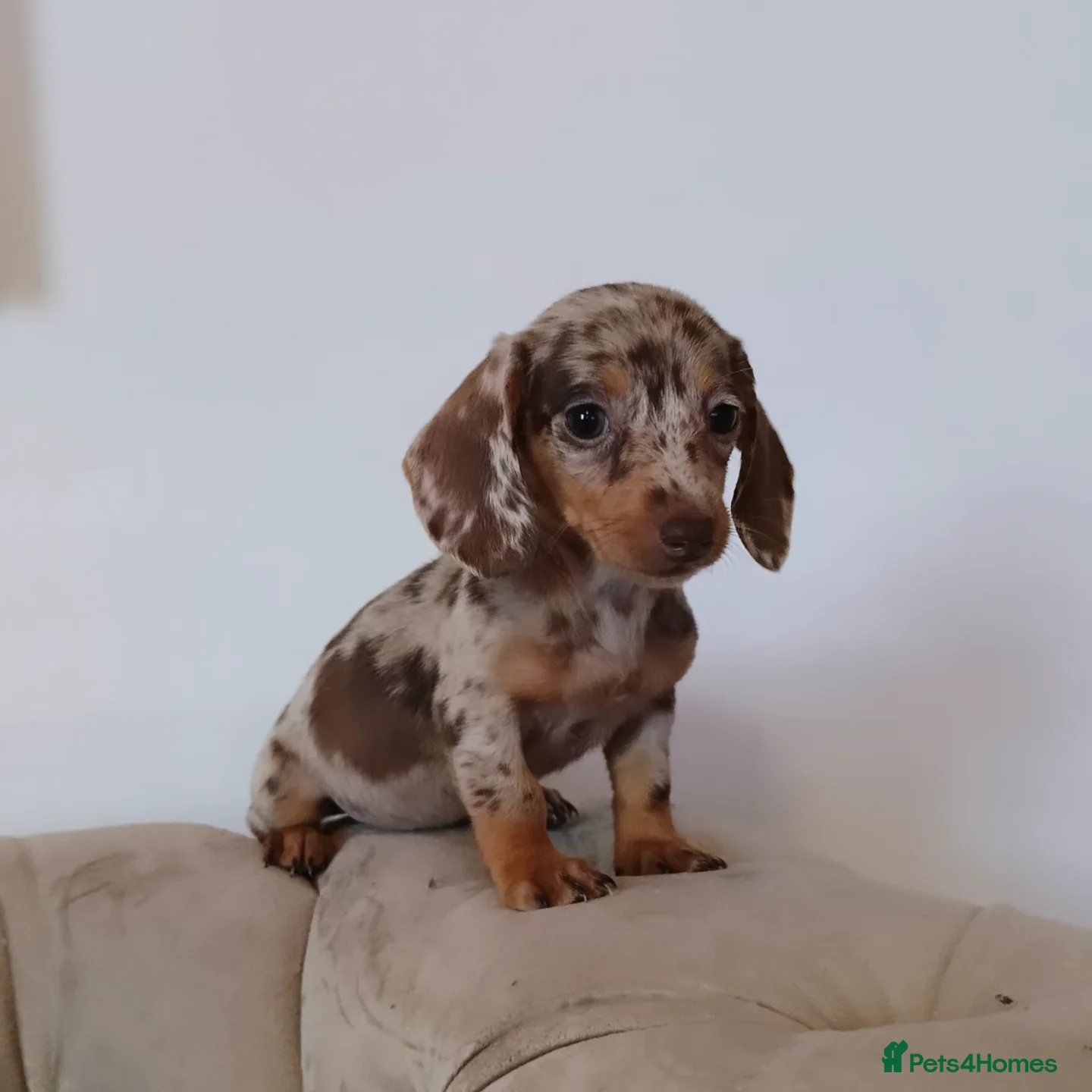 Miniature Dachshund dogs KC miniature dachshunds  - Advert 4