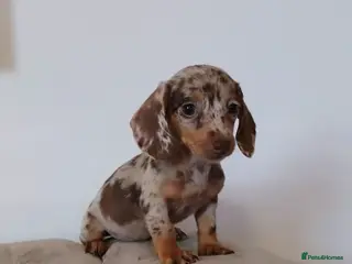 Miniature Dachshund dogs KC miniature dachshunds - Advert 2