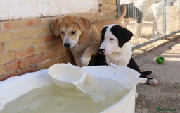 Mixed Breed dogs for adoption: ABANDONED TAN COLOURED PUPPY - Image 4