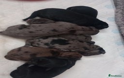 Shihpoo dogs for sale: 💕Stunning Rare F1 Merle Shoodles/Shihpoos💕 - Image 1