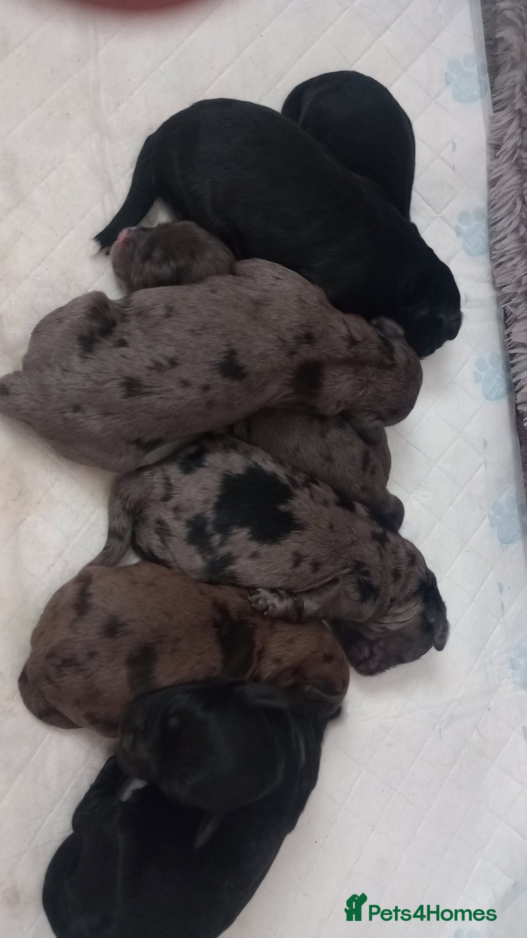 Shihpoo dogs for sale: 💕Stunning Rare F1 Merle Shoodles/Shihpoos💕 - Image 1