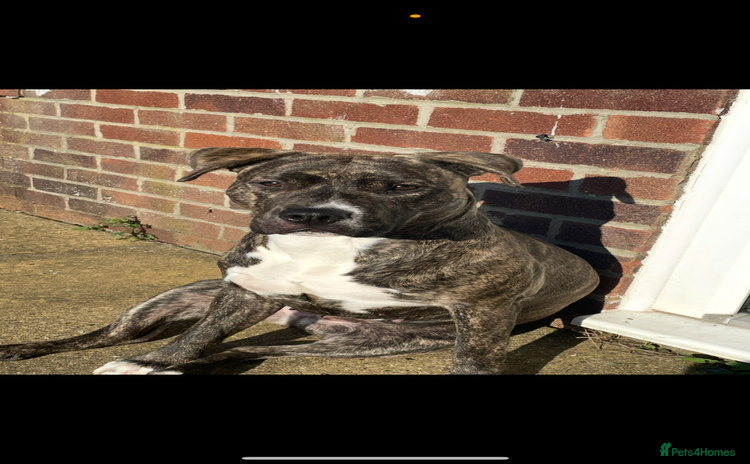 Mixed Breed dogs - Advert 9
