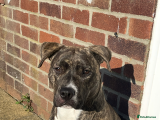 Mixed Breed dogs - Advert 27