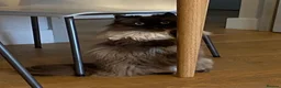 Munchkin cats for sale: Beautiful Munchkin Minuet For a Five Star Home in London - Advert 1