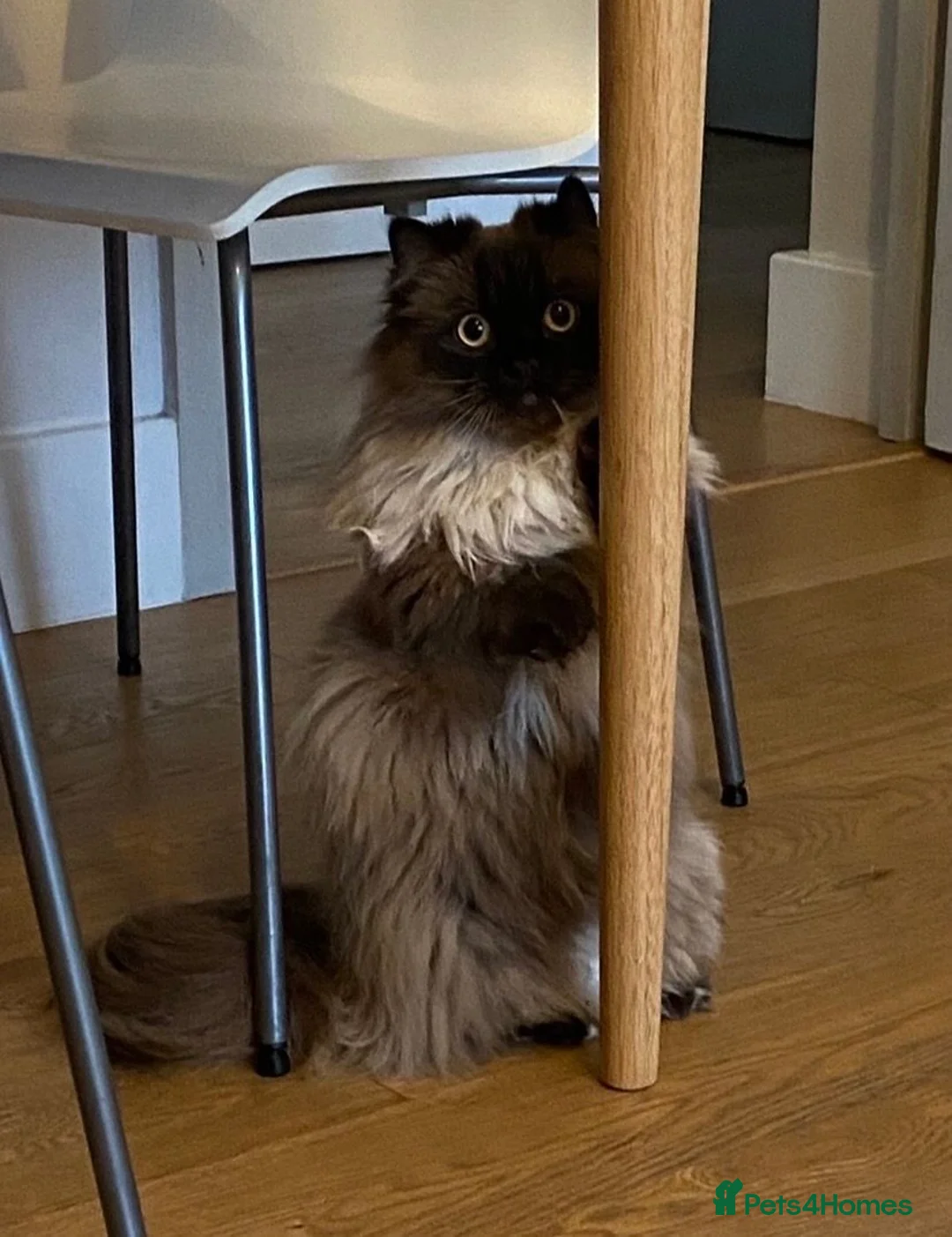 Munchkin cats for sale: Beautiful Munchkin Minuet For a Five Star Home in London - Advert 1
