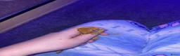 Gecko reptiles for sale: 2 adult crested geckos  - Advert 2