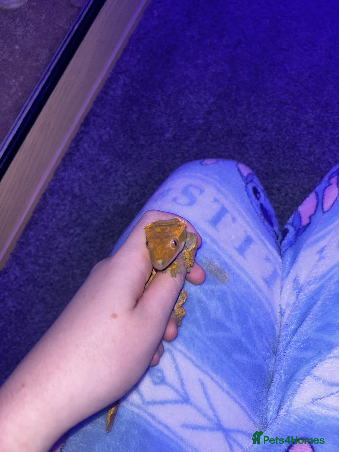 Gecko reptiles for sale: 2 adult crested geckos  - Advert 2