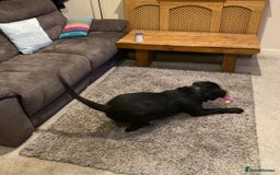 Cane Corso dogs for sale: Cane Corso Black Male 6 Months For Sale - Advert 3