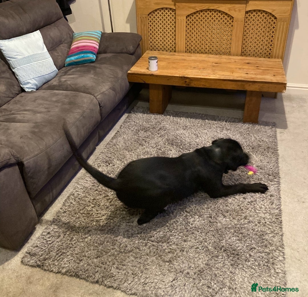 Cane Corso dogs for sale: Cane Corso Black Male 6 Months For Sale - Advert 3