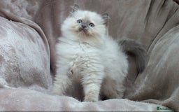 Ragdoll cats for sale: GCCF PET/ACTIVE KITTENS CHAMPION IMP BLOODLINES - Image 20