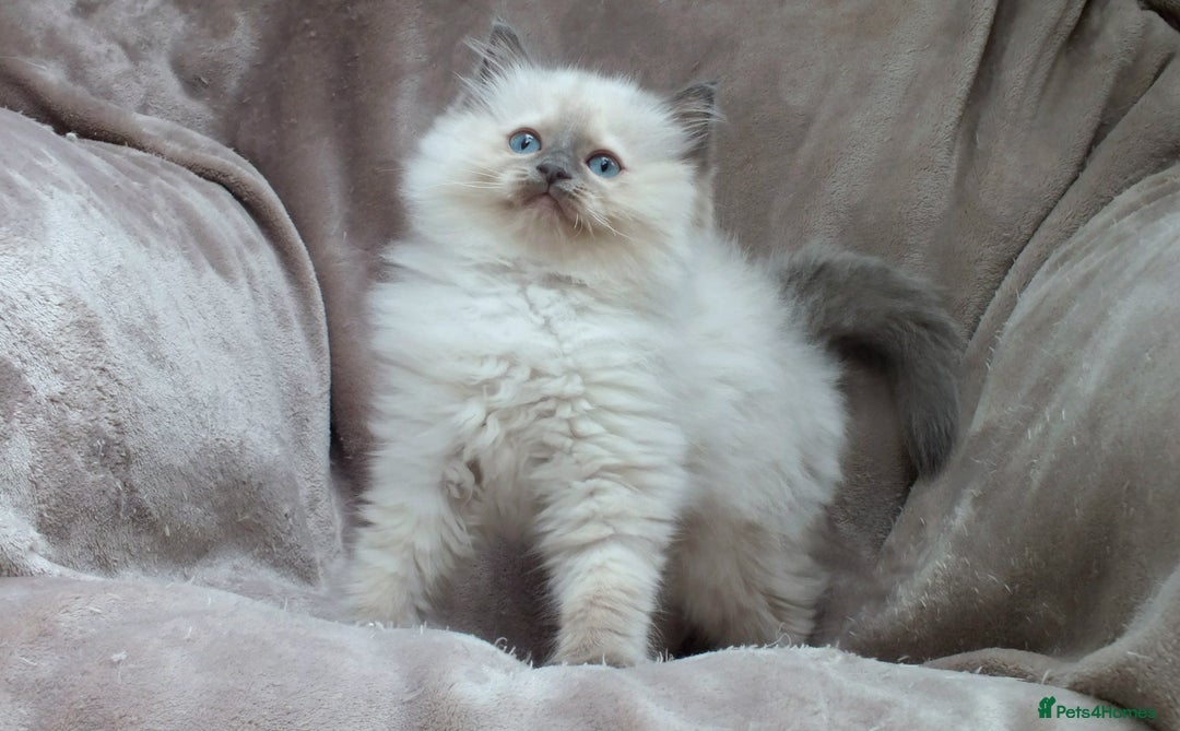 Ragdoll cats for sale: GCCF PET/ACTIVE KITTENS CHAMPION IMP BLOODLINES - Image 20