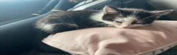 British Longhair cats for sale: 5 fluffy kittens - Advert 10