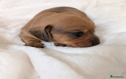 Miniature Dachshund dogs for sale: Smooth shaded red - Image 8