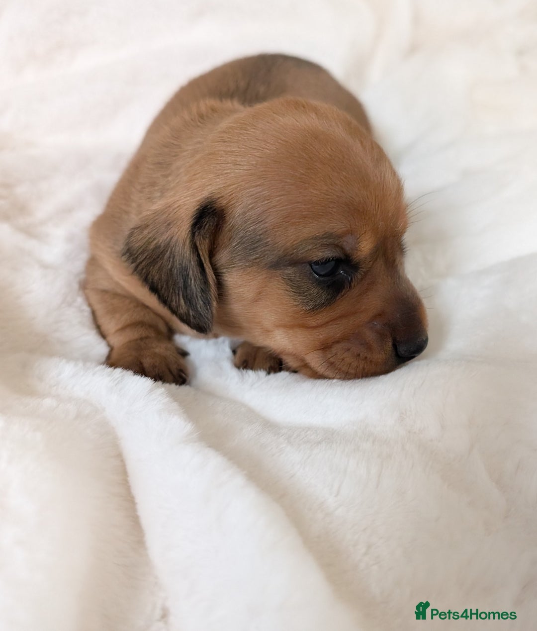 Miniature Dachshund dogs for sale: Smooth shaded red - Image 8
